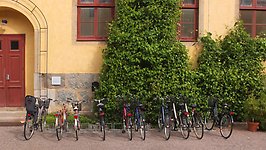 Bikes outside the Linneanum